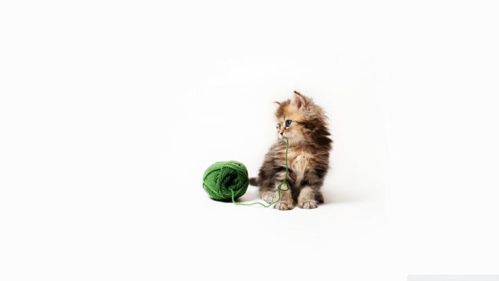 Download Kitten UltraHD Wallpaper - Wallpapers Printed