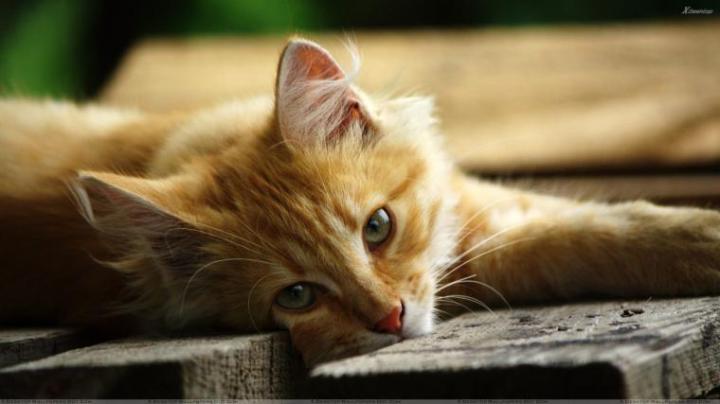 Free download Cat Blue Eyes High Definition Wallpaper 1920x1080 Full HD 