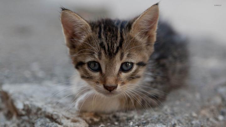 Kitten [14] wallpaper - Animal wallpapers - #12010