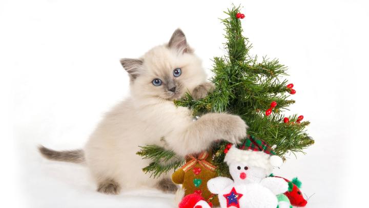 Christmas Kitten Wallpaper \u00b7\u2460 