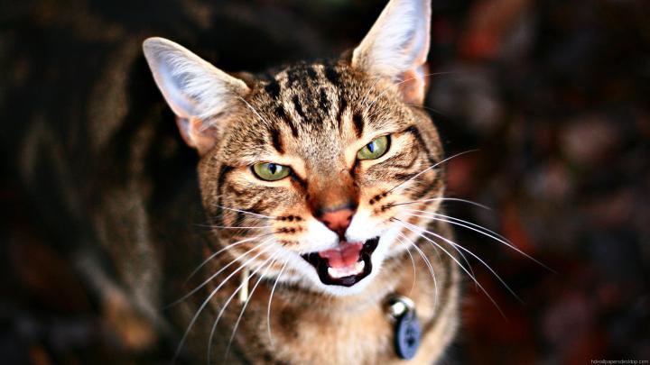 Kitten Desktop Wallpaper 1920x1080 -