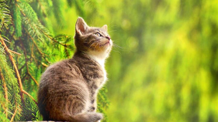 Picture of a kitten with effects. [1920x1080] : wallpaper
