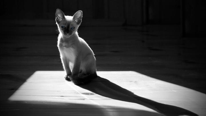 Download Wallpaper 1920x1080 gray, kitten, white, black white, shadow 