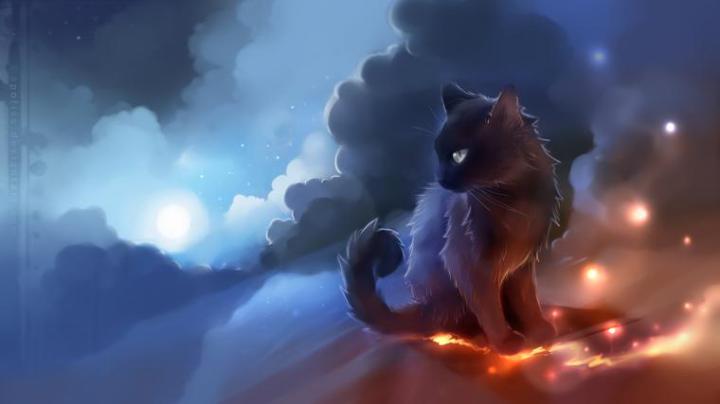 Free download Cat Blue Eyes High Definition Wallpaper 1920x1080 Full HD 