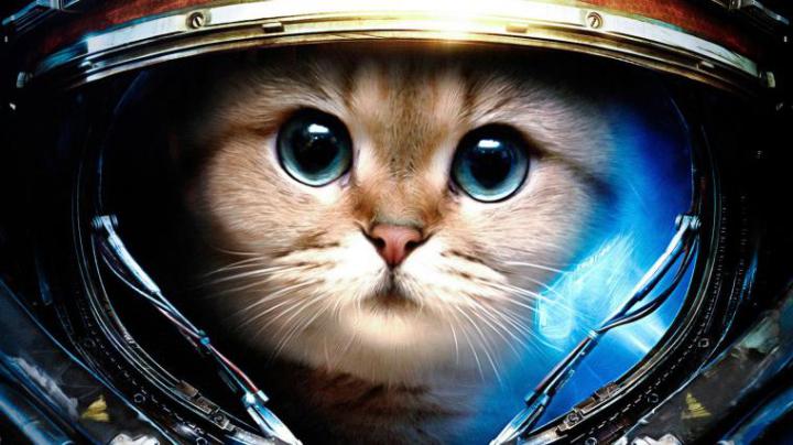 Free download hd Wallpapers 1920x1080 Cat Blue Nyan Cat hd Wallpaper 