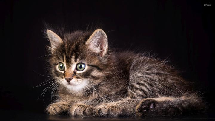 Kitten [19] wallpaper - Animal wallpapers - #33498