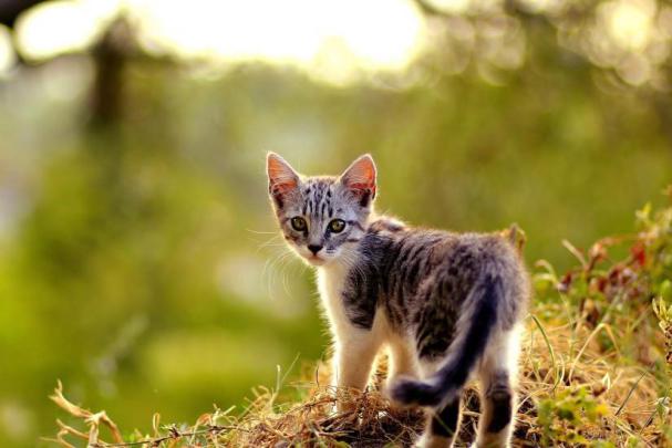 Kitten wallpaper \u00b7\u2460 Download free cool HD backgrounds for desktop and 
