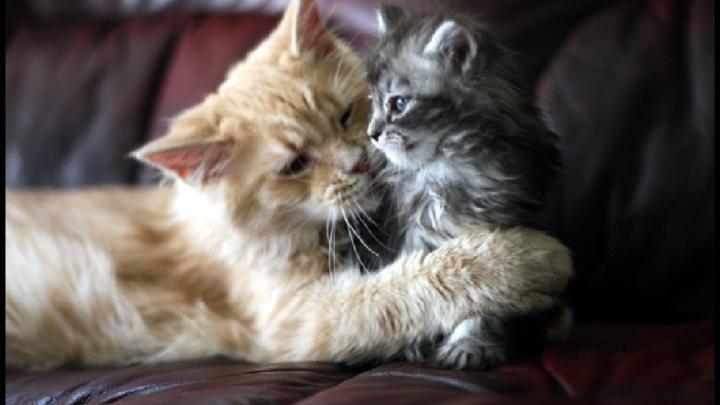 Wallpaper Cats and Kittens (66+ images)