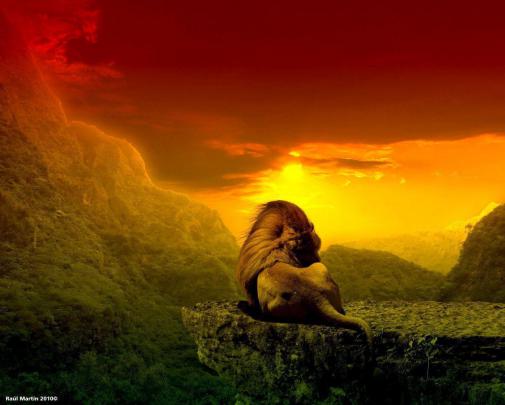 Rasta Lion Wallpapers