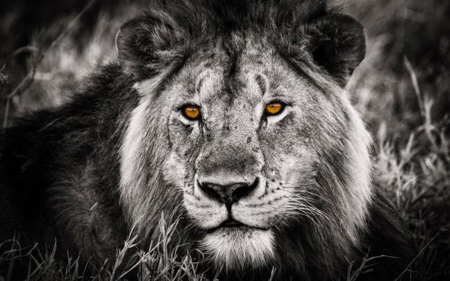 Rasta Lion Wallpaper (58+ images)