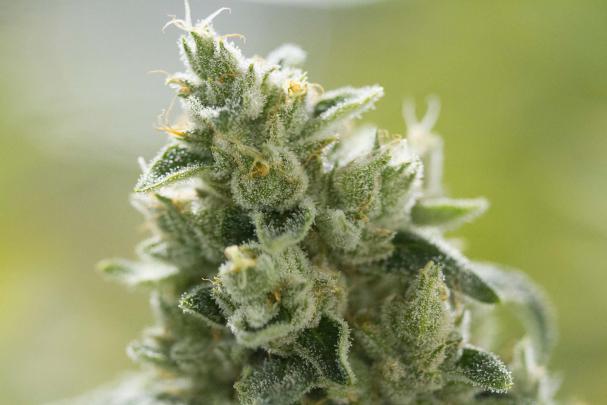 weed, Drugs, Marijuana, 420, Nature, Psychedelic, Plant, Cannabis 