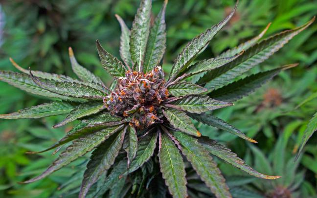 weed, Drugs, Marijuana, 420, Nature, Psychedelic, Plant, Cannabis 