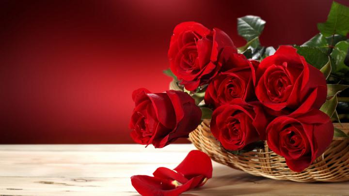 Red Flower HD Wallpapers