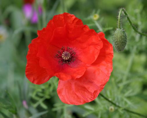red poppy flower wallpaper - HD Desktop Wallpapers