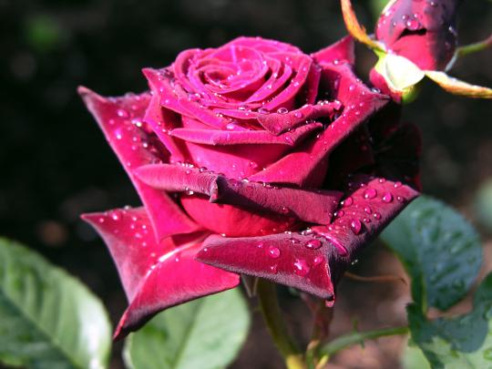 Red Rose Flower - Flower HD Wallpapers, Images, PIctures, Tattoos and 
