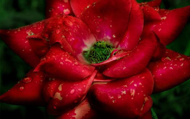 Red Rose Flower - Flower HD Wallpapers, Images, PIctures, Tattoos and 