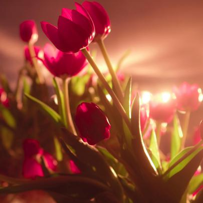 Red Flowers Photo Free Download - Cool HD Wallpapers Backgrounds 