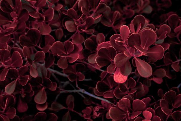 Red Flower Leaves Background \u2013 Wallpapers For Tech