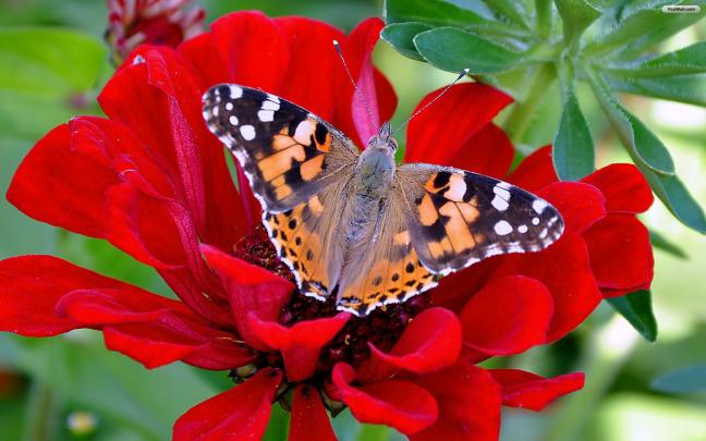 Red Flower HD Wallpapers