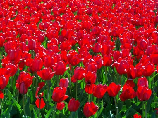 red flower - HD Desktop Wallpapers