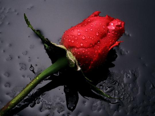 Single Red Rose Flowers - Flower HD Wallpapers, Images, PIctures 