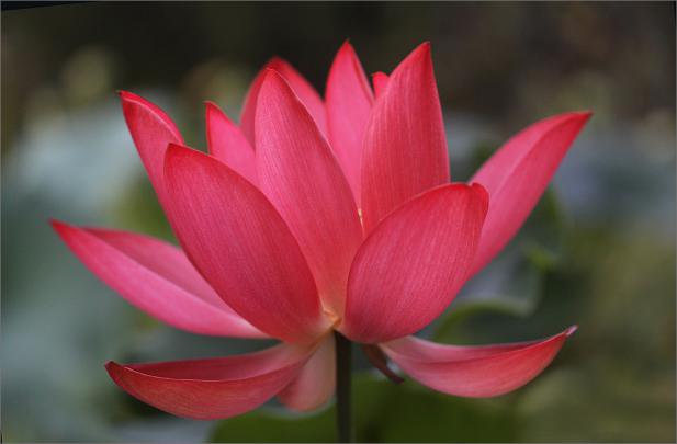 Red Lotus Flower - Flower HD Wallpapers, Images, PIctures, Tattoos and 