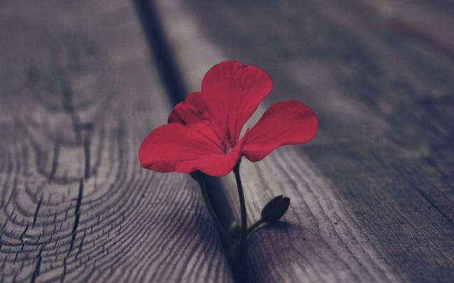wooden Surface, Flowers, Macro, Red Flowers Wallpapers HD \/ Desktop and 