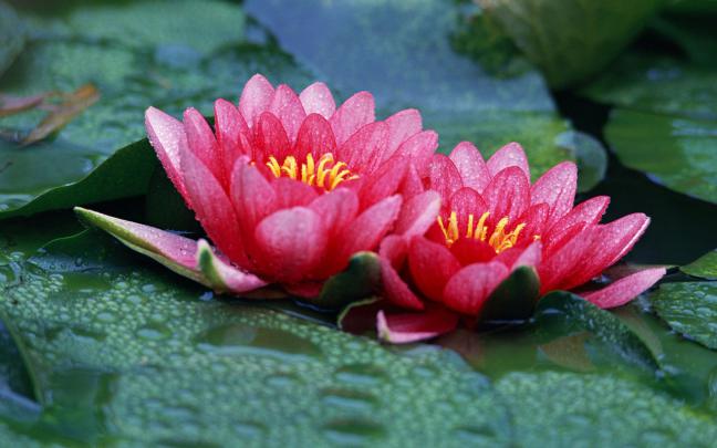 Red Lotus Flower - Flower HD Wallpapers, Images, PIctures, Tattoos and 