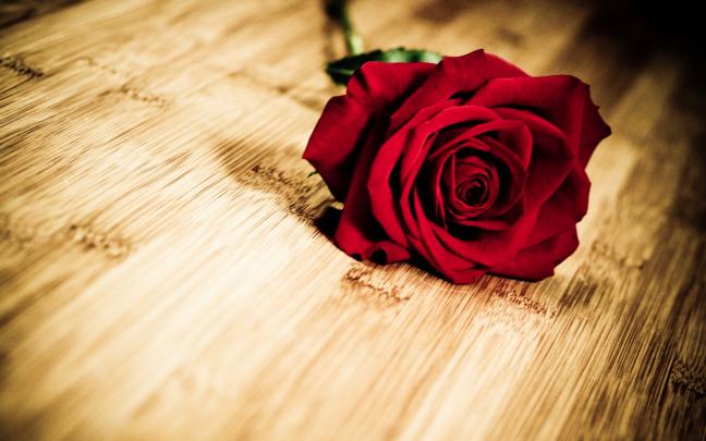 red rose flower wallpapers - HD Desktop Wallpapers