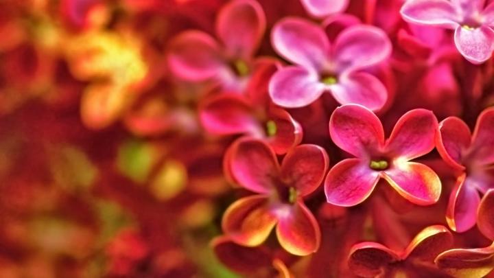 Red Lilac Flower | Full HD Desktop Wallpapers 1080p