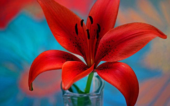 Red Lily Flower Wallpaper For Desktop Hd 3840x2400