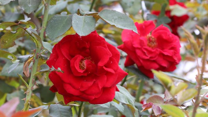 Beautiful Picture of Red Rose Flower for Desktop Background - HD 