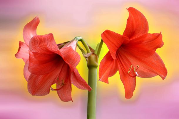 Cool wallpaper of flowers, desktop wallpaper of red, Amaryllis 