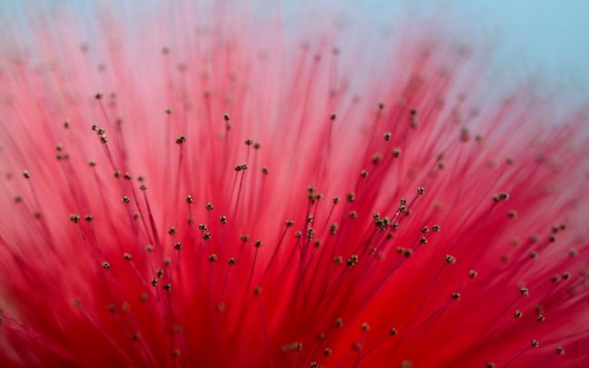 macro flower red - HD Desktop Wallpapers