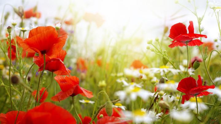 flowers, Poppies, Red Flowers, Depth Of Field, Nature Wallpapers HD 