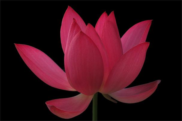 Red Lotus Flower - Flower HD Wallpapers, Images, PIctures, Tattoos and 
