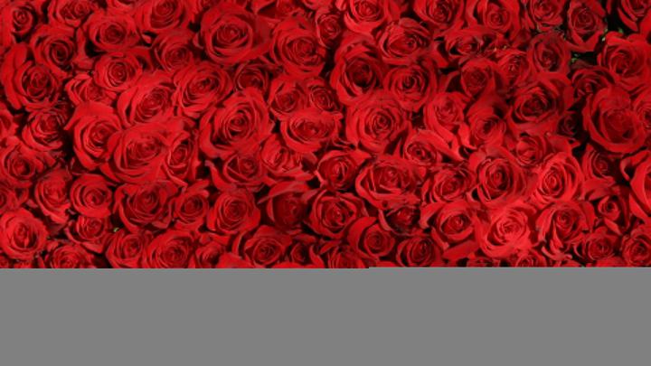 nb79-rose-red-pattern-flower-wallpaper