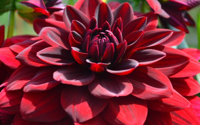 Red Dahlia Flowers Desktop Hd Wallpapers For Mobile Phones And Computer 