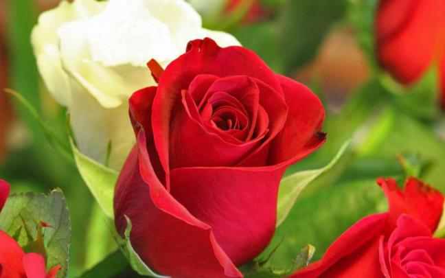 flowers wallpaper red | HD Desktop Wallpapers