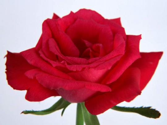 Single Red Rose Flowers - Flower HD Wallpapers, Images, PIctures 