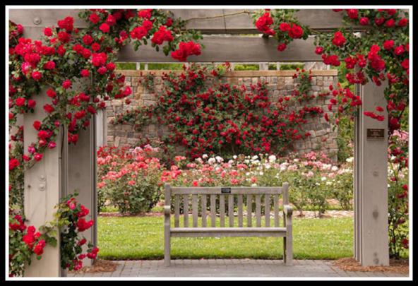 Red Rose Flower Garden Wallpapers