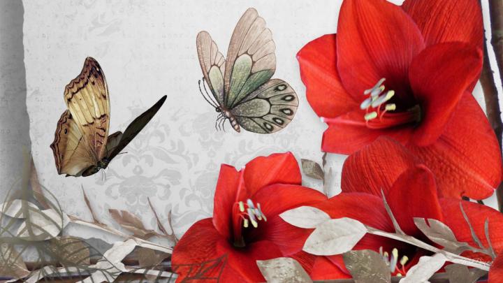 Red Flower Vintage Look HD desktop wallpaper : Widescreen : High 