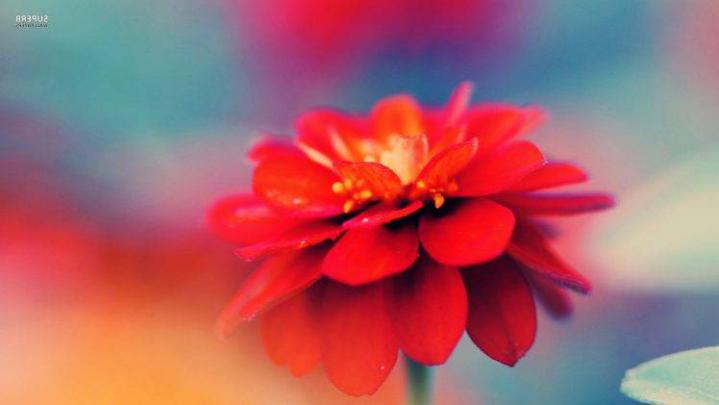 flowers, Macro, Nature, Red Flowers Wallpapers HD \/ Desktop and Mobile 