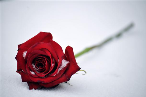 Red Rose 4K Pic | HD Wallpapers
