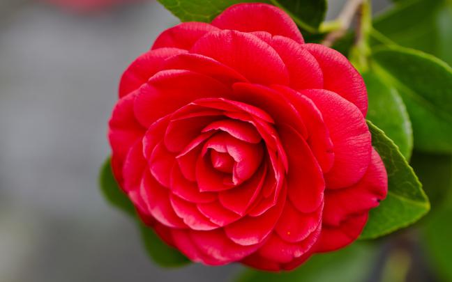 red camellia flower - HD Desktop Wallpapers