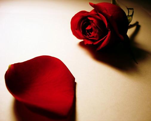 flowers hot Red Rose for-love \u2013 Nature Flowers HD Desktop Wallpaper
