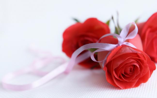 Rose Flowers Wallpapers - Flower HD Wallpapers, Images, PIctures 
