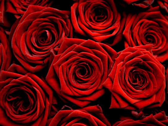 Wallpaper Gallery: Rose Flower Wallpaper -6