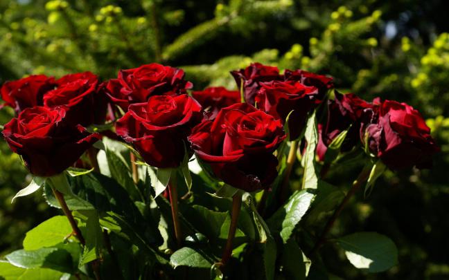 Flower Wallpapers Red Rose