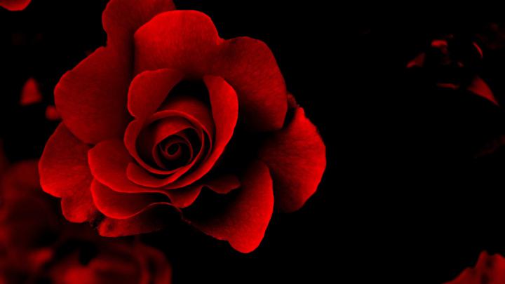 Red Flower HD Wallpapers